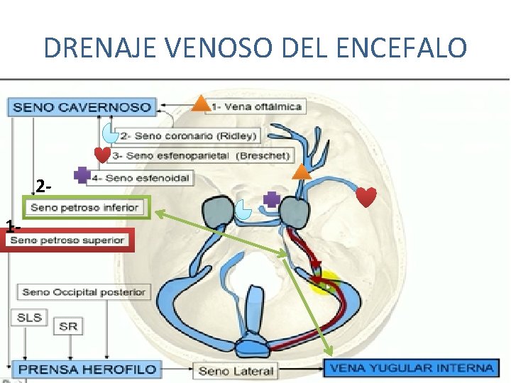 DRENAJE VENOSO DEL ENCEFALO 21 - DRENAJE VENOSO DEL ENCEFALO 21 -