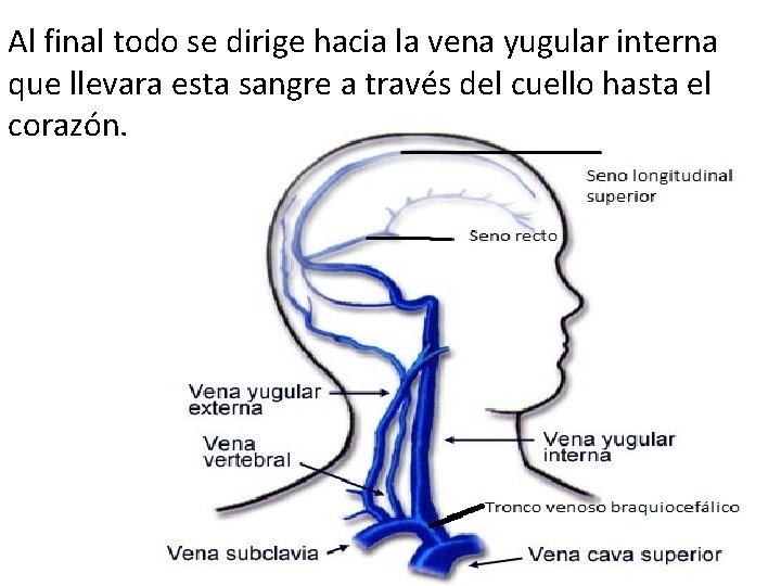 Al final todo se dirige hacia la vena yugular interna que llevara esta sangre Al final todo se dirige hacia la vena yugular interna que llevara esta sangre