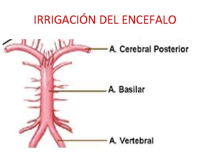 IRRIGACIÓN DEL ENCEFALO IRRIGACIÓN DEL ENCEFALO