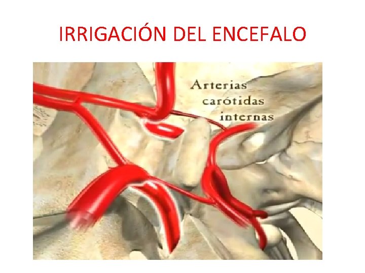 IRRIGACIÓN DEL ENCEFALO IRRIGACIÓN DEL ENCEFALO