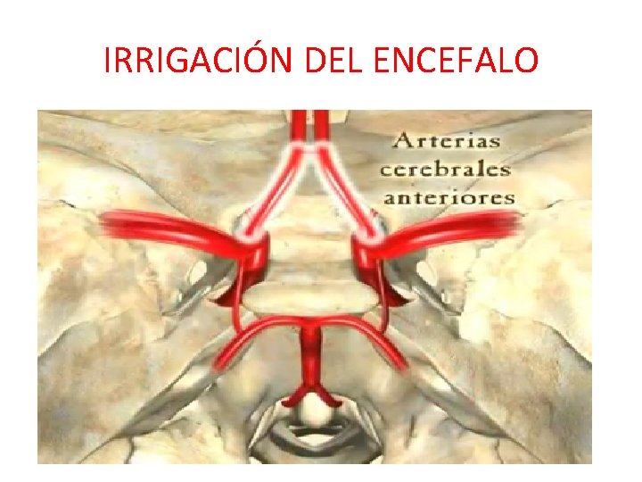 IRRIGACIÓN DEL ENCEFALO IRRIGACIÓN DEL ENCEFALO