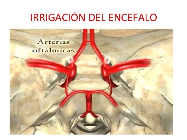 IRRIGACIÓN DEL ENCEFALO IRRIGACIÓN DEL ENCEFALO