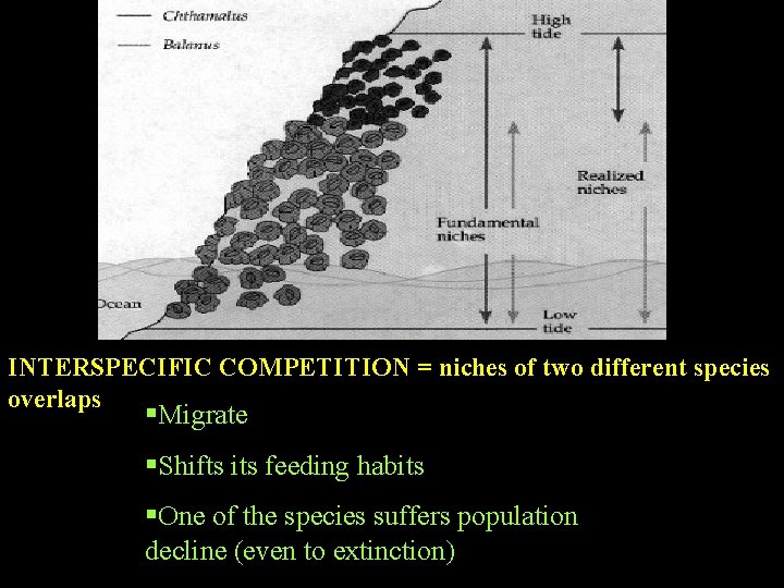 INTERSPECIFIC COMPETITION = niches of two different species overlaps §Migrate §Shifts its feeding habits