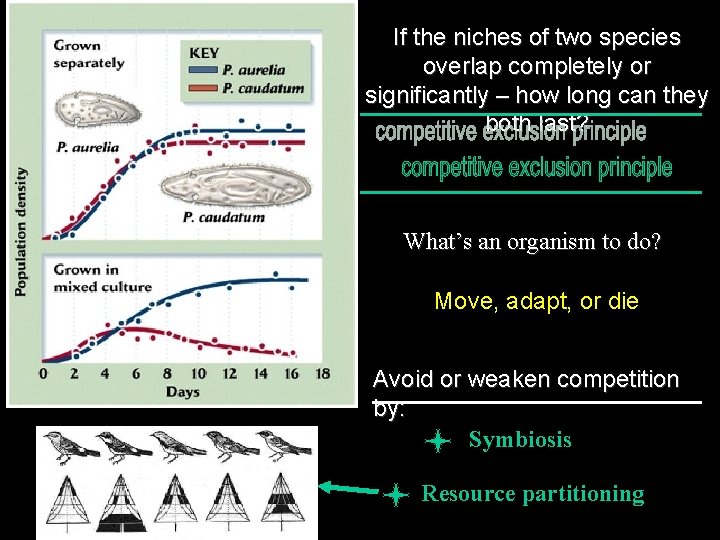 If the niches of two species overlap completely or significantly – how long can