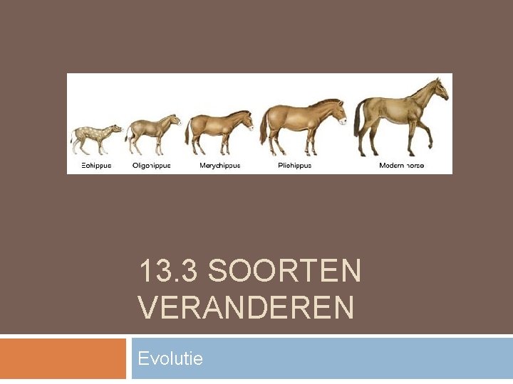 13. 3 SOORTEN VERANDEREN Evolutie 