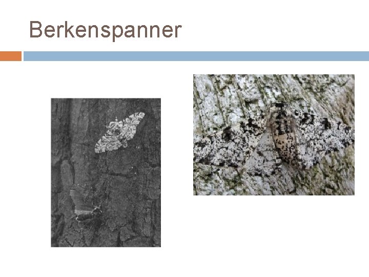 Berkenspanner 