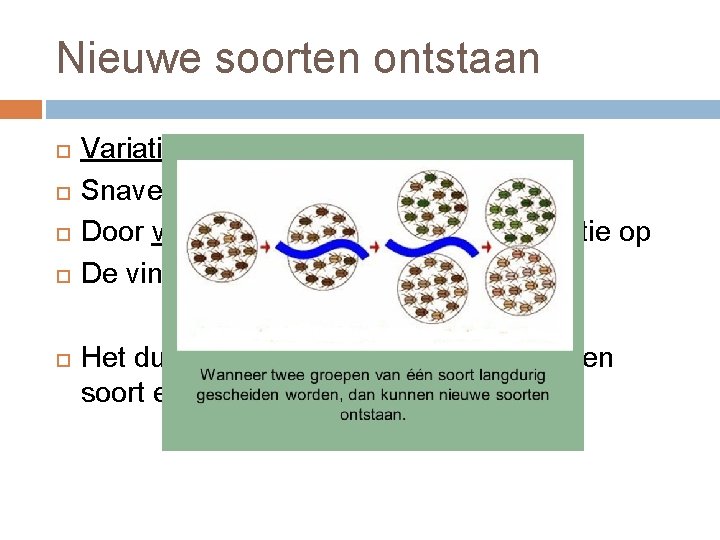 Nieuwe soorten ontstaan Variatie in snavelgrootte Snavelgrootte is erfelijk Door verschil in voedsel treedt