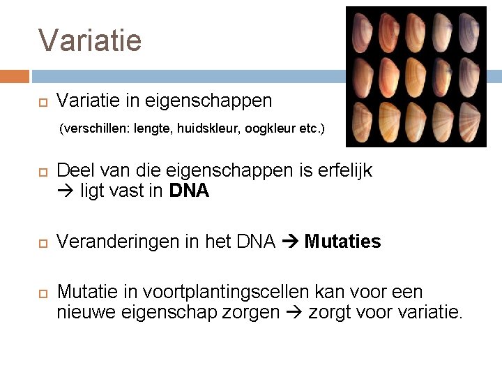 Variatie in eigenschappen (verschillen: lengte, huidskleur, oogkleur etc. ) Deel van die eigenschappen is