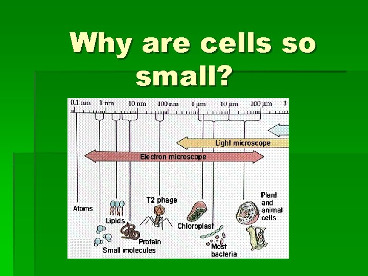 Why are cells so small? 