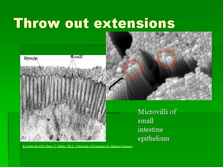 Throw out extensions Microvilli of small intestine epithelium © copyright 2001 Gwen V. Childs,