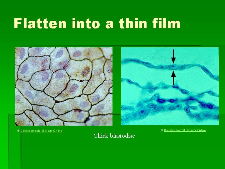 Flatten into a thin film © Developmental Biology Online Chick blastodisc 