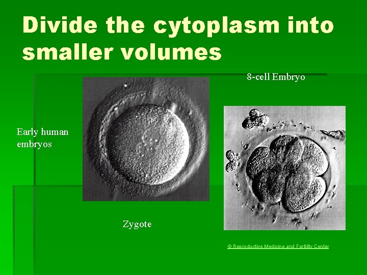 Divide the cytoplasm into smaller volumes 8 -cell Embryo Early human embryos Zygote ©