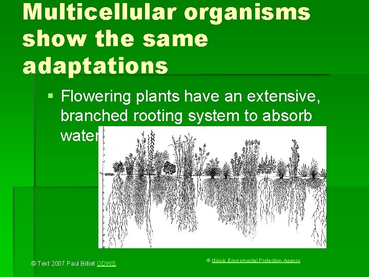 Multicellular organisms show the same adaptations § Flowering plants have an extensive, branched rooting