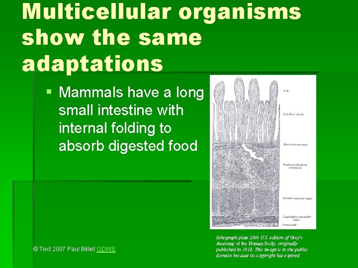 Multicellular organisms show the same adaptations § Mammals have a long small intestine with