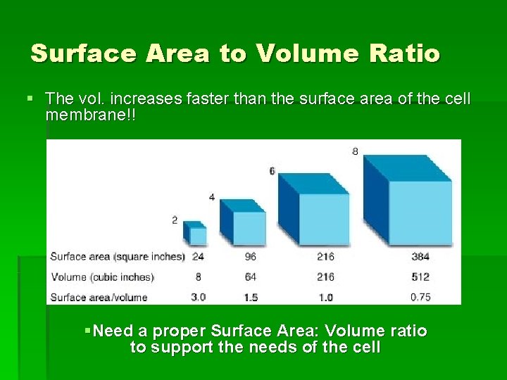 Surface Area to Volume Ratio § The vol. increases faster than the surface area