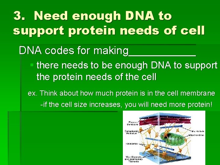 3. Need enough DNA to support protein needs of cell DNA codes for making______