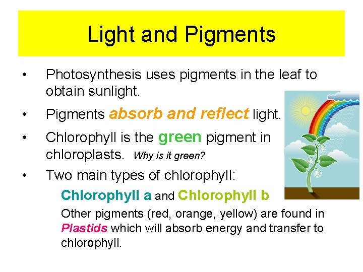 Light and Pigments • Photosynthesis uses pigments in the leaf to obtain sunlight. • Light and Pigments • Photosynthesis uses pigments in the leaf to obtain sunlight. •