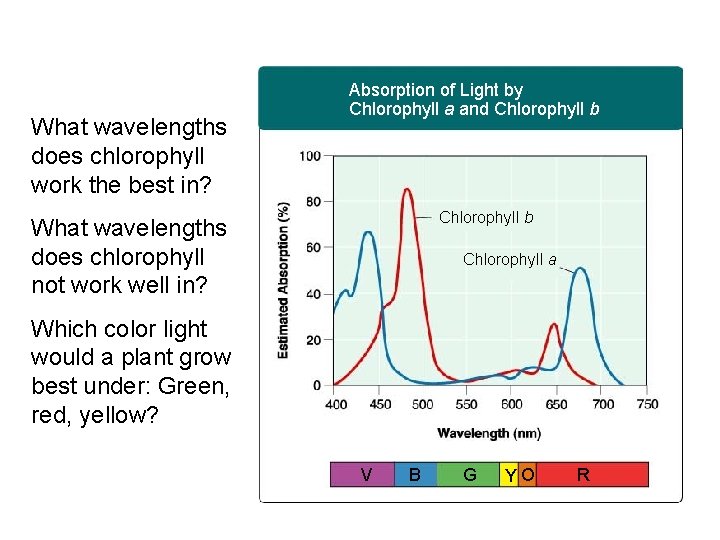 Figure 8 -5 Chlorophyll Light Absorption Section 8 -2 What wavelengths does chlorophyll work Figure 8 -5 Chlorophyll Light Absorption Section 8 -2 What wavelengths does chlorophyll work