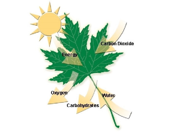 Photosynthesis: Reactants and Products Section 8 -2 Photosynthesis: Reactants and Products Section 8 -2