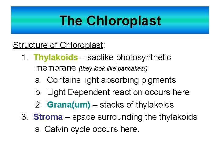 The Chloroplast Structure of Chloroplast: 1. Thylakoids – saclike photosynthetic membrane (they look like The Chloroplast Structure of Chloroplast: 1. Thylakoids – saclike photosynthetic membrane (they look like