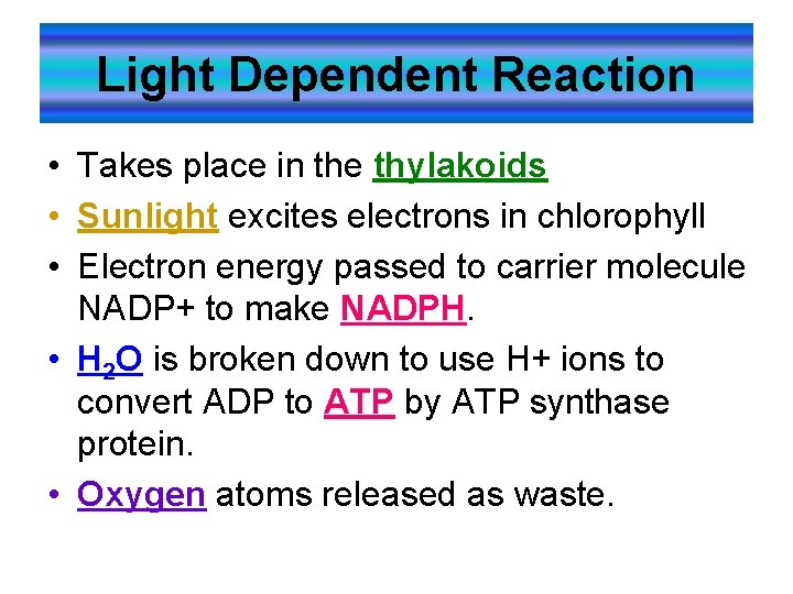 Light Dependent Reaction • Takes place in the thylakoids • Sunlight excites electrons in Light Dependent Reaction • Takes place in the thylakoids • Sunlight excites electrons in
