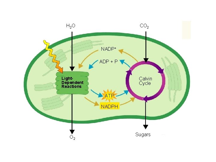 Figure 8 -7 Photosynthesis: An Overview Section 8 -3 CO 2 H 2 O Figure 8 -7 Photosynthesis: An Overview Section 8 -3 CO 2 H 2 O