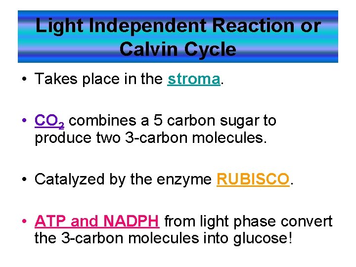 Light Independent Reaction or Calvin Cycle • Takes place in the stroma. • CO Light Independent Reaction or Calvin Cycle • Takes place in the stroma. • CO