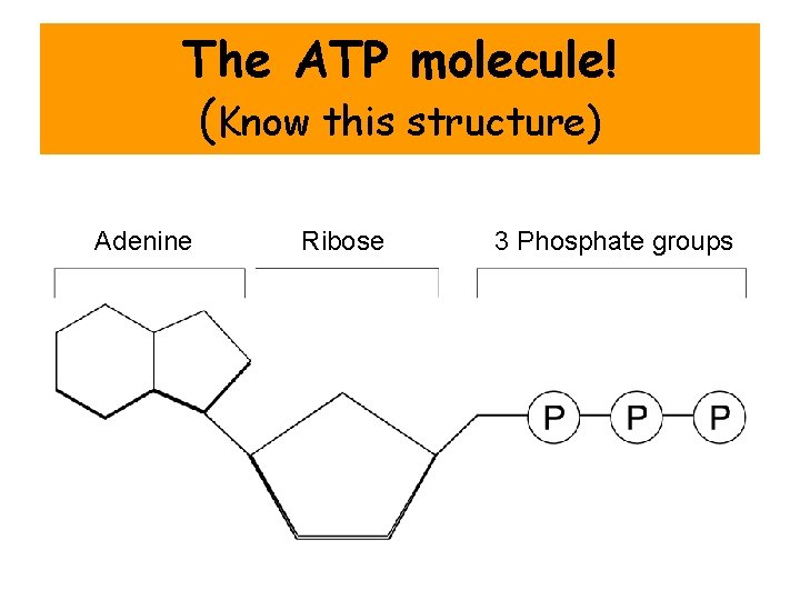 ATP Section 8 -1 The ATP molecule! (Know this structure) Adenine Ribose 3 Phosphate ATP Section 8 -1 The ATP molecule! (Know this structure) Adenine Ribose 3 Phosphate