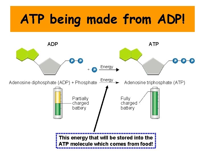 Figure 8 -3 Comparison of ADP and ATP being made from ADP! ATP to Figure 8 -3 Comparison of ADP and ATP being made from ADP! ATP to