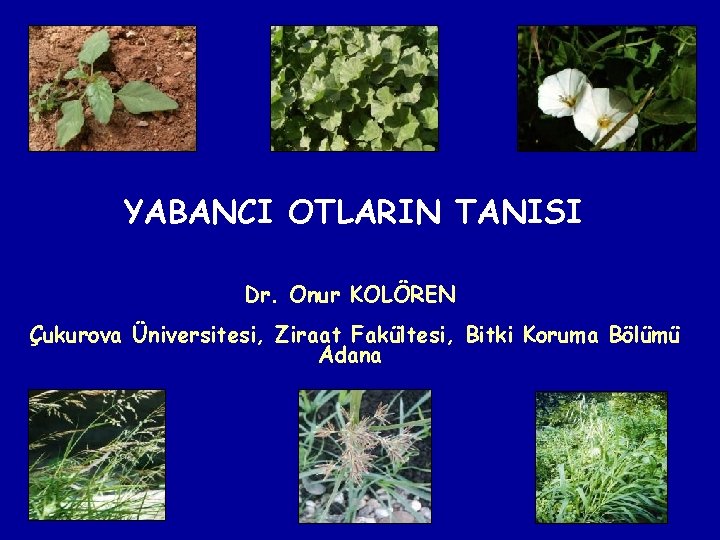 YABANCI OTLARIN TANISI Dr. Onur KOLÖREN Çukurova Üniversitesi, Ziraat Fakültesi, Bitki Koruma Bölümü Adana