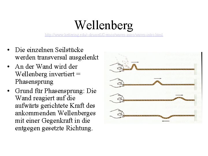 Wellenberg http: //www. kettering. edu/~drussell/Demos/waves-intro. html • Die einzelnen Seilstücke werden transversal ausgelenkt •