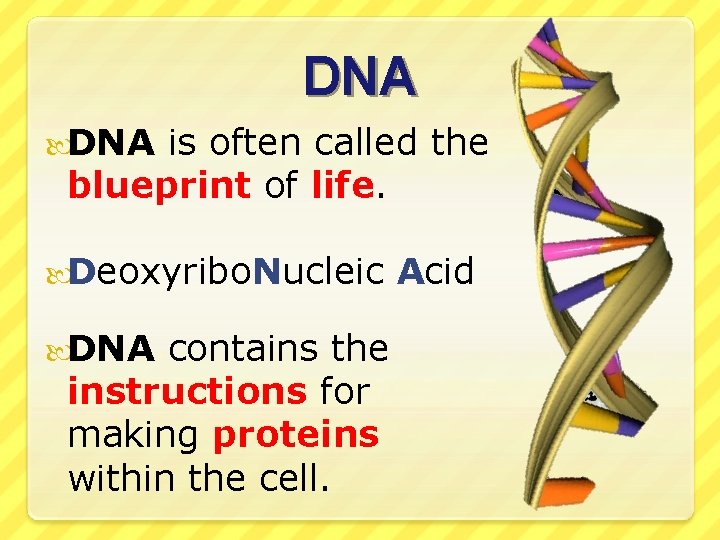 DNA is often called the blueprint of life. Deoxyribo. Nucleic DNA contains the instructions