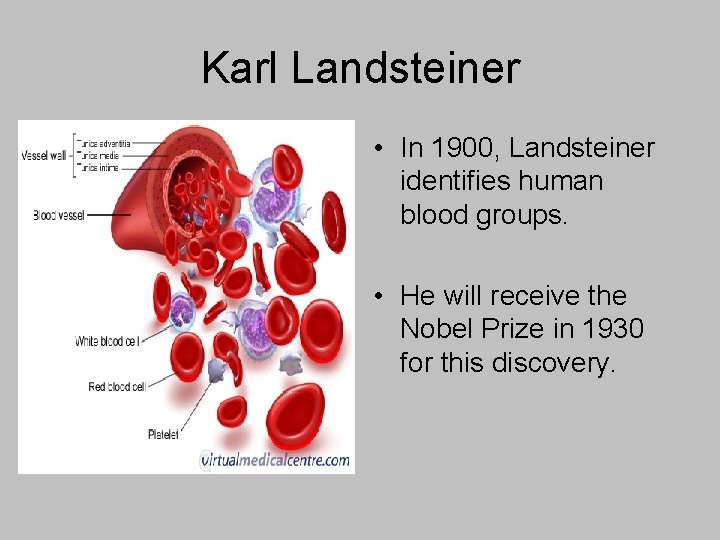 Karl Landsteiner • In 1900, Landsteiner identifies human blood groups. • He will receive