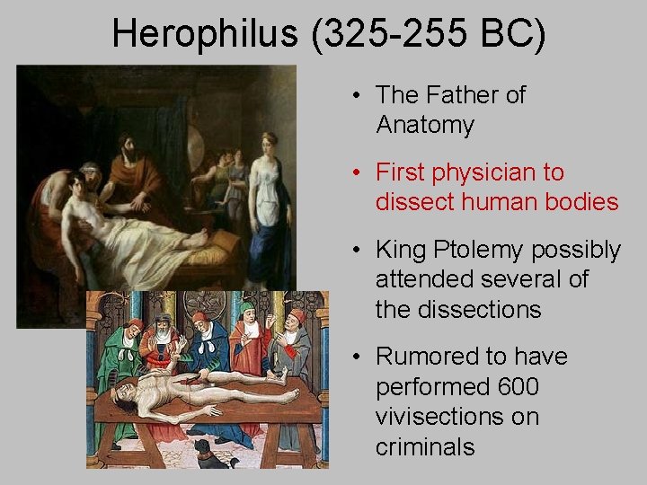 Herophilus (325 -255 BC) • The Father of Anatomy • First physician to dissect
