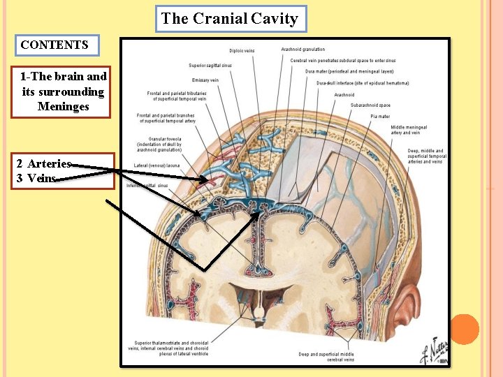 The Cranial Cavity CONTENTS 1 -The brain and its surrounding Meninges 2 Arteries 3