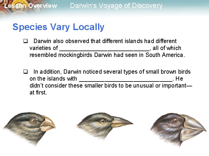 Lesson Overview Darwin’s Voyage of Discovery Species Vary Locally q Darwin also observed that