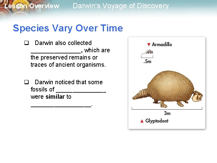 Lesson Overview Darwin’s Voyage of Discovery Species Vary Over Time q Darwin also collected