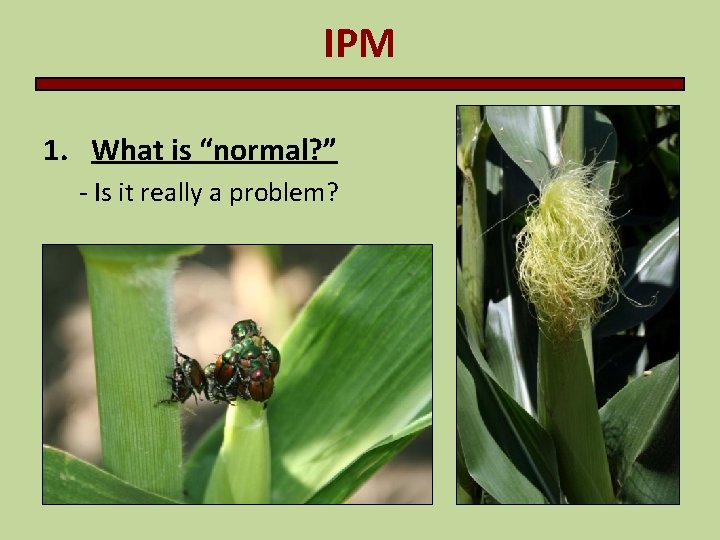 IPM 1. What is “normal? ” - Is it really a problem? 