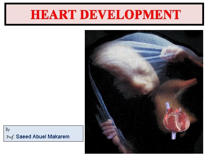 HEART DEVELOPMENT By Prof. Saeed Abuel Makarem 