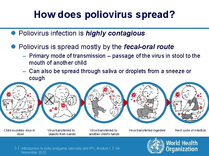 How does poliovirus spread? l Poliovirus infection is highly contagious l Poliovirus is spread