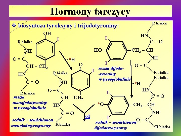 Hormony tarczycy R białka v biosynteza tyroksyny i trijodotyroniny: OH I | | CH