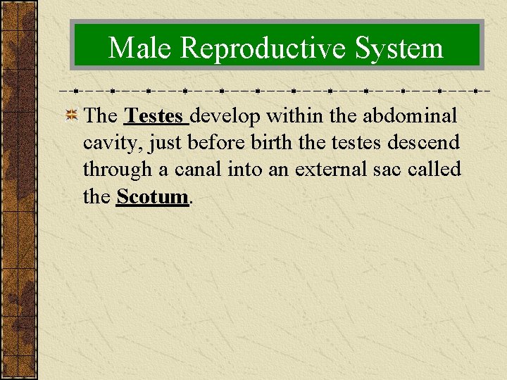 Male Reproductive System The Testes develop within the abdominal cavity, just before birth the