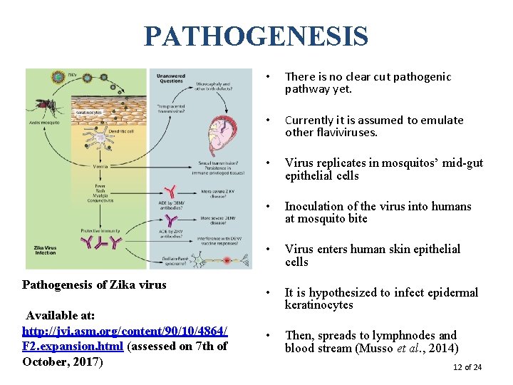 PATHOGENESIS Pathogenesis of Zika virus Available at: http: //jvi. asm. org/content/90/10/4864/ F 2. expansion.