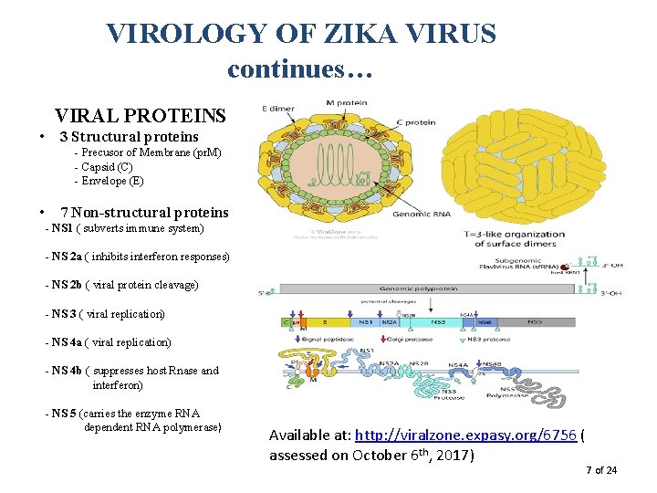 VIROLOGY OF ZIKA VIRUS continues… VIRAL PROTEINS • 3 Structural proteins - Precusor of