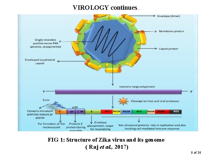  VIROLOGY continues… FIG 1: Structure of Zika virus and its genome ( Raj