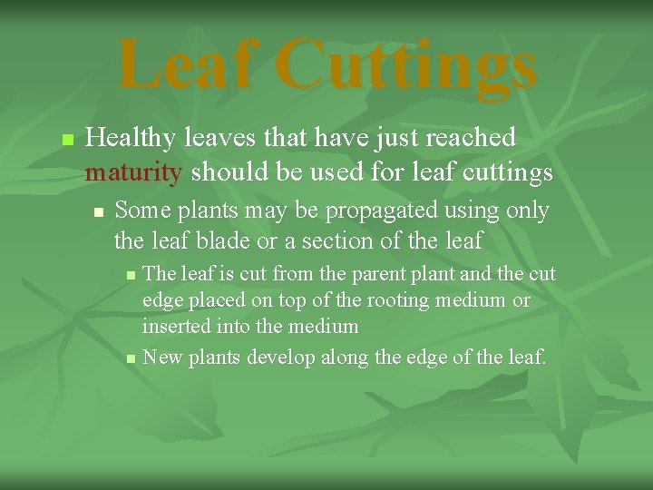 Leaf Cuttings n Healthy leaves that have just reached maturity should be used for