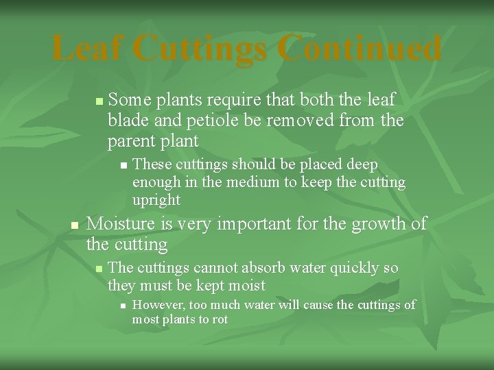 Leaf Cuttings Continued n Some plants require that both the leaf blade and petiole