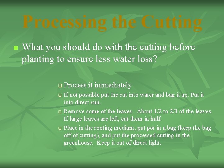 Processing the Cutting n What you should do with the cutting before planting to