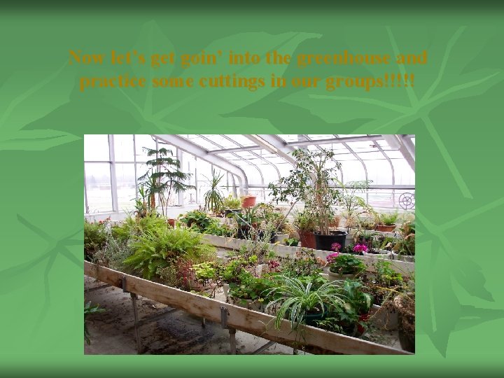 Now let’s get goin’ into the greenhouse and practice some cuttings in our groups!!!!!