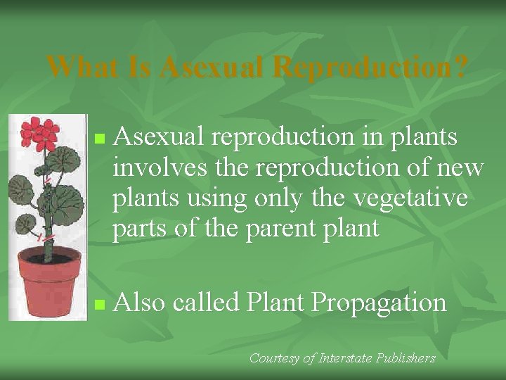 What Is Asexual Reproduction? n n Asexual reproduction in plants involves the reproduction of